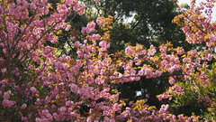 Prunus