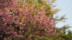 Prunus