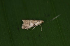 Phidotricha erigens