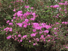 Rhododendron noriakianum