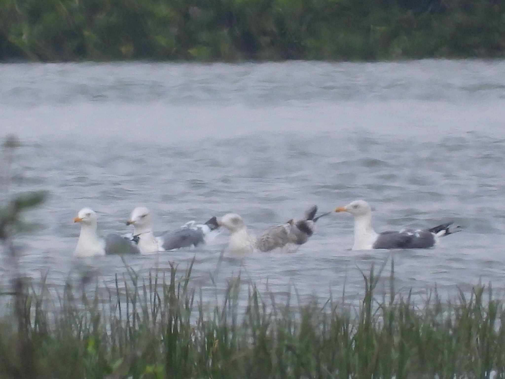 Lesser Black-backed Gull
