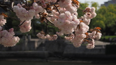 Prunus