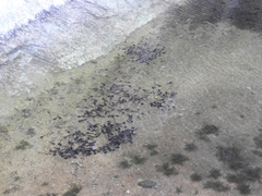 Phrynomantis annectens