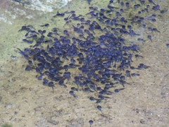 Phrynomantis annectens