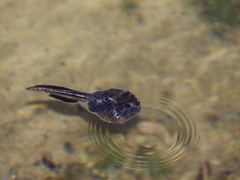 Phrynomantis annectens