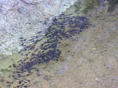Phrynomantis annectens