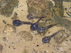 Phrynomantis annectens