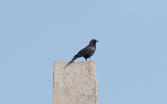 Corvus corone