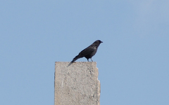 Corvus corone
