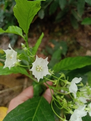 Vallaris glabra
