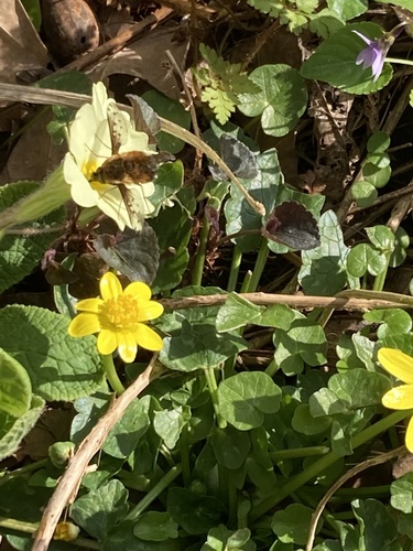 Photo of Dotted Bee Fly (Bombylius discolor)