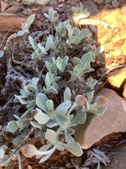 Anemocarpa podolepidium