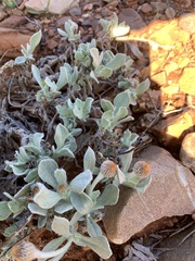 Anemocarpa podolepidium