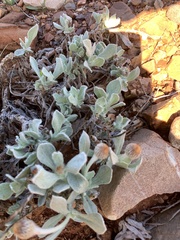 Anemocarpa podolepidium