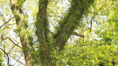 Tracheophyta