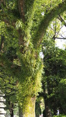 Tracheophyta