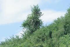 Euphorbia triangularis