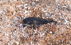 Arothron hispidus