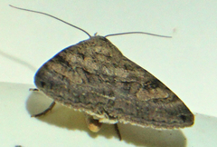 Bulia deducta