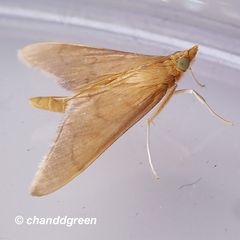 Thliptoceras formosanum