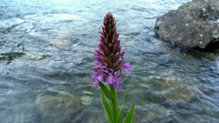 Dactylorhiza osmanica