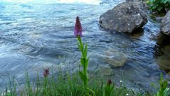 Dactylorhiza osmanica