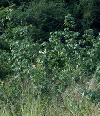 Dalbergia obovata