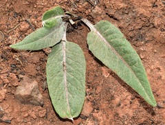 Leuzea conifera