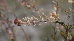 Lepidium bipinnatifidum