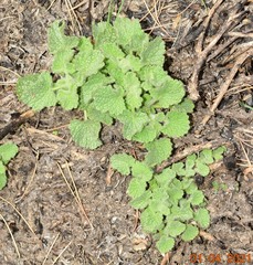 Pseudodictamnus hirsutus