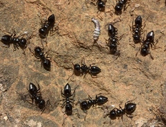 Crematogaster auberti