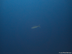 Elagatis bipinnulata