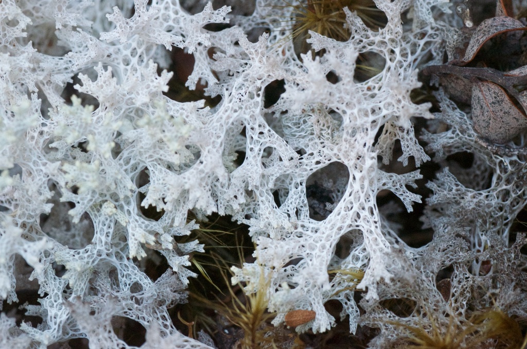 Shield Lichens, Sunburst Lichens, Rosette Lichens, and Allies