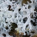 Shield Lichens, Sunburst Lichens, Rosette Lichens, and Allies - Photo (c) Jon Sullivan, some rights reserved (CC BY)