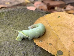 Smerinthinae