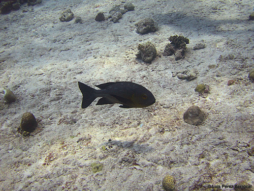 Midnight Snapper — seen at this dive site