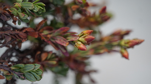 Hypericum brevistylum (Hypericum brevistylum)