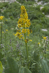 Ligularia heterophylla