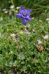 Aquilegia iulia