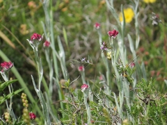 Helichrysum sanguineum