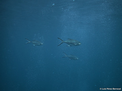 Trachinotus baillonii