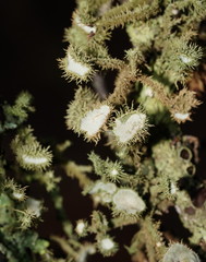 Usnea scabrida