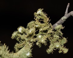 Usnea scabrida