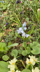 Puschkinia scilloides