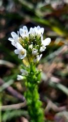Arabis planisiliqua
