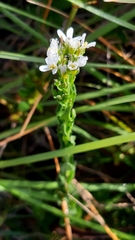 Arabis planisiliqua
