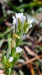 Arabis planisiliqua