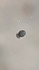 Sminthurinus elegans