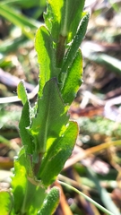 Arabis planisiliqua