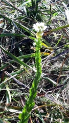 Arabis planisiliqua